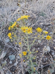 Heterotheca grandiflora