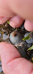 Phalangium opilio