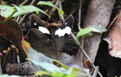 Heteronympha mirifica