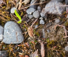 Phalangium opilio
