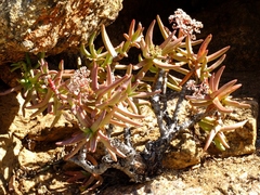 Crassula macowaniana