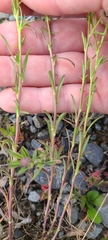 Lepidium africanum