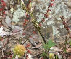 Austrogomphus guerini