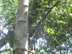 Pithecellobium lanceolatum