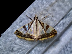 Agrioglypta excelsalis