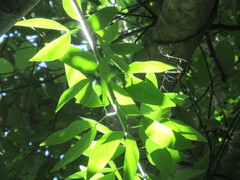 Pithecellobium lanceolatum