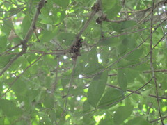 Pithecellobium lanceolatum