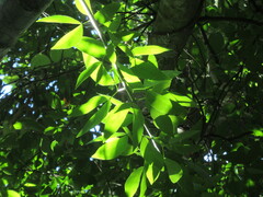 Pithecellobium lanceolatum