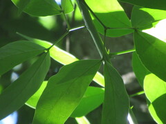 Pithecellobium lanceolatum