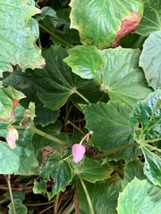 Begonia formosana