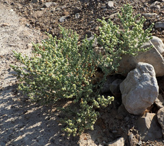 Anabasis setifera