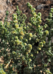 Anabasis setifera
