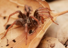 Aptostichus icenoglei