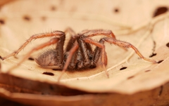 Aptostichus icenoglei