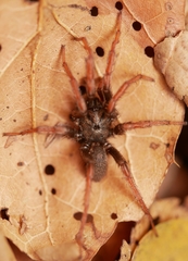 Aptostichus icenoglei