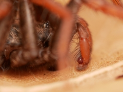 Aptostichus icenoglei