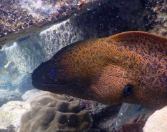 Gymnothorax javanicus