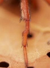 Aptostichus icenoglei