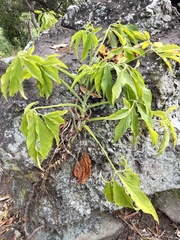 Syngonium angustatum