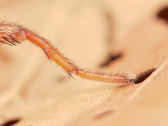 Aptostichus icenoglei