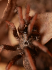 Aptostichus icenoglei