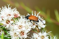 Phyllotocus rufipennis