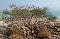 Vachellia tortilis raddiana