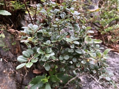 Scutellaria tashiroi