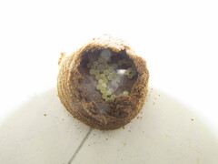 Sicarius thomisoides