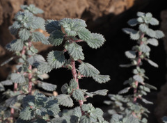 Forsskaolea tenacissima
