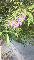 Vitex agnus-castus
