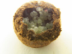 Sicarius thomisoides