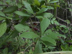 Psychotria carthagenensis