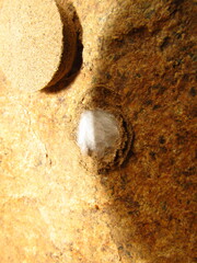 Sicarius thomisoides