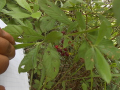 Psychotria carthagenensis
