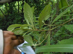Psychotria carthagenensis
