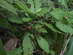 Psychotria carthagenensis
