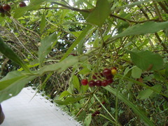Psychotria carthagenensis