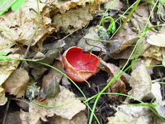 Sarcoscypha austriaca