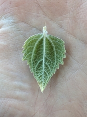 Bahiopsis reticulata