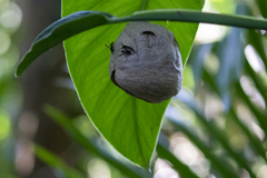 Polybia plebeja