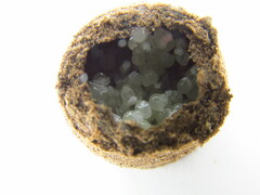 Sicarius thomisoides