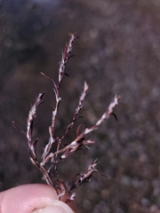 Polygonum californicum