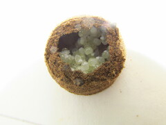 Sicarius thomisoides