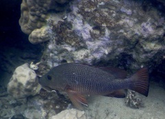 Lutjanus argentimaculatus