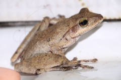 Polypedates occidentalis