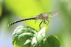 Austrogomphus ochraceus