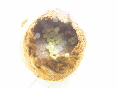 Sicarius thomisoides