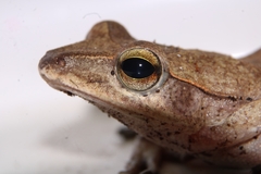 Polypedates occidentalis