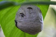 Polybia plebeja